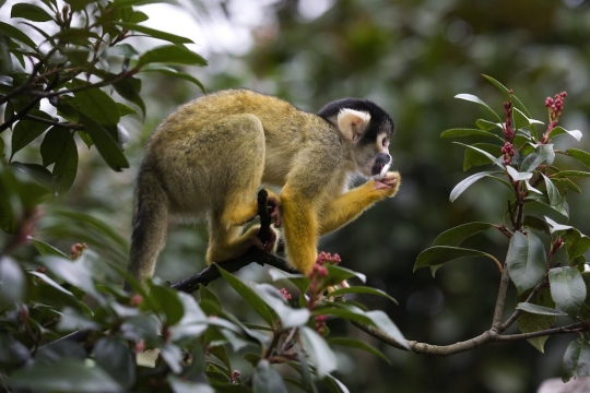 Tingkah menggemaskan monyet tupai di London Zoo