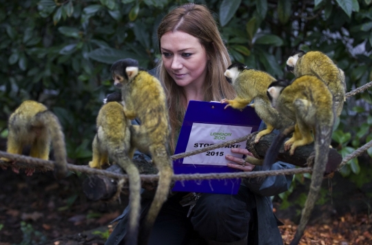 Tingkah menggemaskan monyet tupai di London Zoo