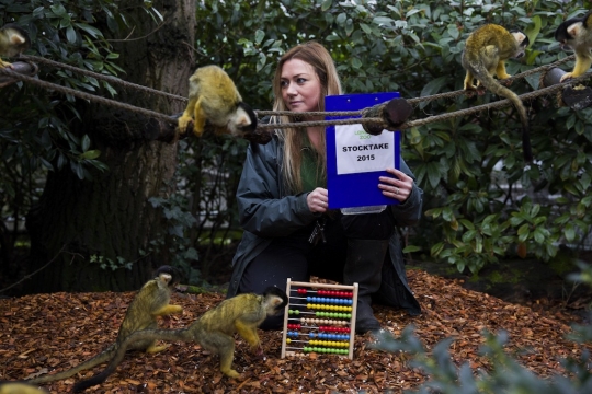 Tingkah menggemaskan monyet tupai di London Zoo