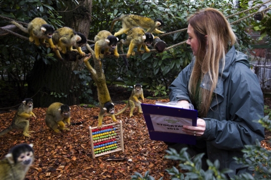 Tingkah menggemaskan monyet tupai di London Zoo