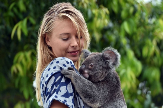 Gaya si cantik Maria Sharapova main bersama koala di Brisbane