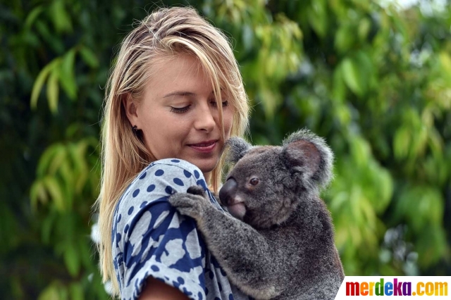 Foto : Gaya si cantik Maria Sharapova main bersama koala 