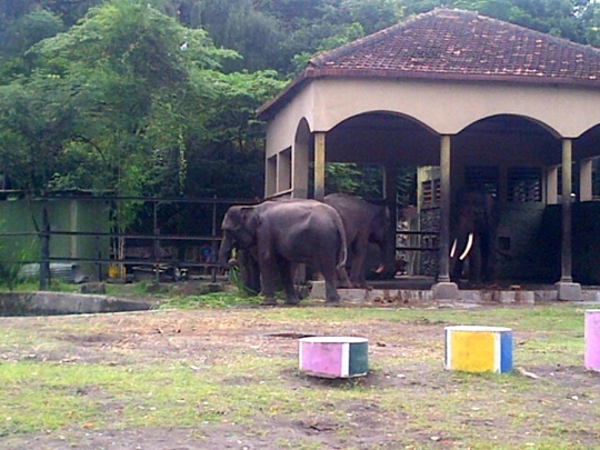 Animals Indonesia minta dua gajah Gembira Loka dilepas ke alam