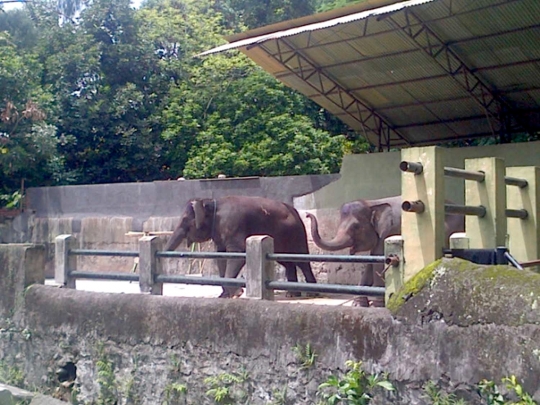 Animals Indonesia minta dua gajah Gembira Loka dilepas ke alam