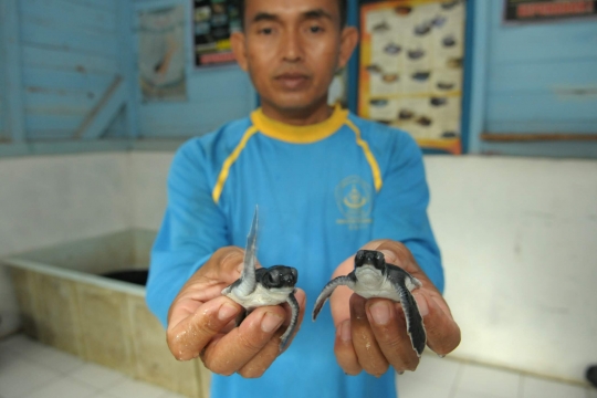 Mengunjungi penangkaran penyu di pesisir Ujung Genteng