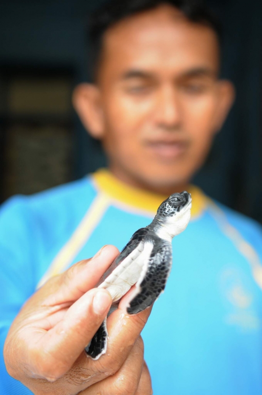 Mengunjungi penangkaran penyu di pesisir Ujung Genteng