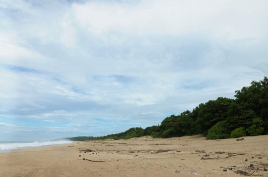 Mengunjungi penangkaran penyu di pesisir Ujung Genteng