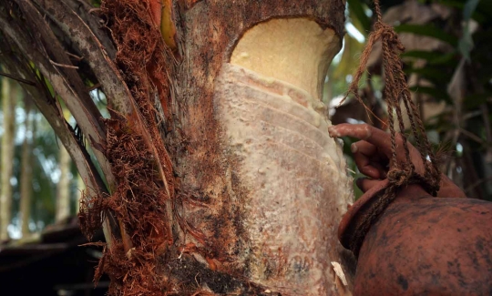 Menengok pembuatan Jaggery, minuman alkohol dari kurma khas India