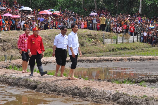 Aksi Presiden Jokowi menanam padi bareng petani di Kalimantan