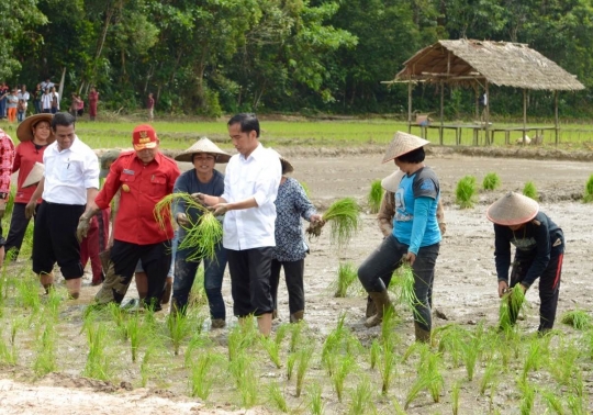 Aksi Presiden Jokowi menanam padi bareng petani di Kalimantan