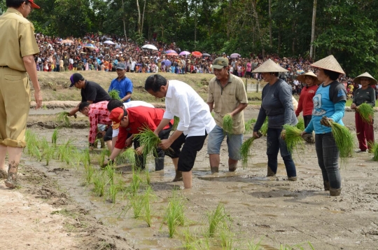 Aksi Presiden Jokowi menanam padi bareng petani di Kalimantan