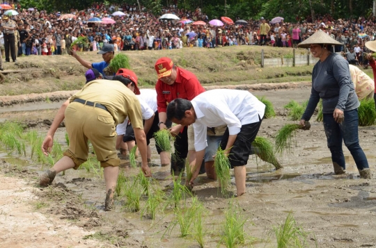 Aksi Presiden Jokowi menanam padi bareng petani di Kalimantan