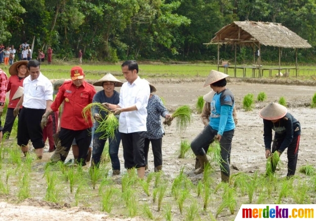 Foto : Aksi Presiden Jokowi menanam padi bareng petani di 