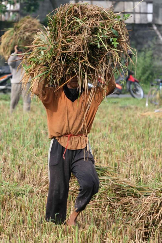 Nasib petani di Kediri kehilangan ratusan hektare lahan produktif