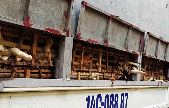 Sadis, ribuan kucing ini akan dijadikan makanan di Vietnam