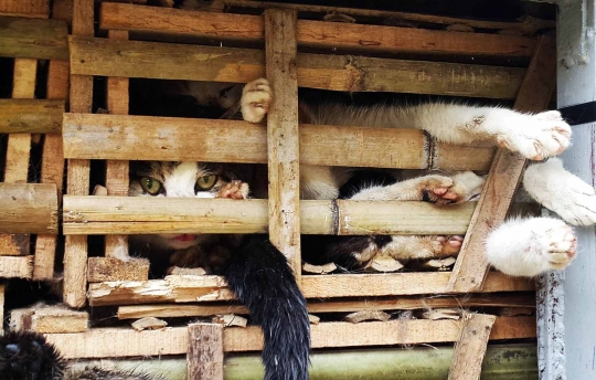 Sadis, ribuan kucing ini akan dijadikan makanan di Vietnam