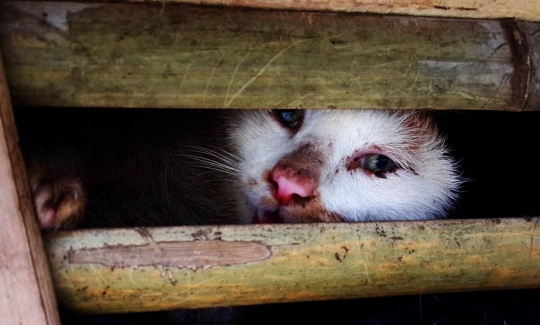 Sadis, ribuan kucing ini akan dijadikan makanan di Vietnam