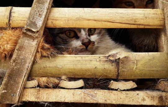 Sadis, ribuan kucing ini akan dijadikan makanan di Vietnam
