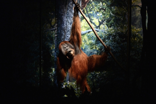 Menengok pameran primata di Museum Nasional Sejarah Alam di Paris