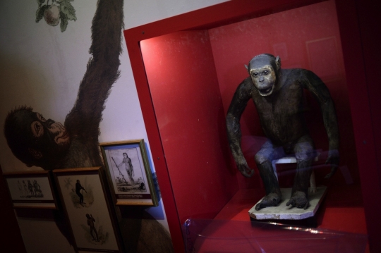 Menengok pameran primata di Museum Nasional Sejarah Alam di Paris