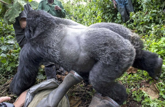 Geram lihat kamera, gorila di Taman Nasional Rwanda pukul fotografer