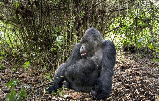 Geram lihat kamera, gorila di Taman Nasional Rwanda pukul fotografer