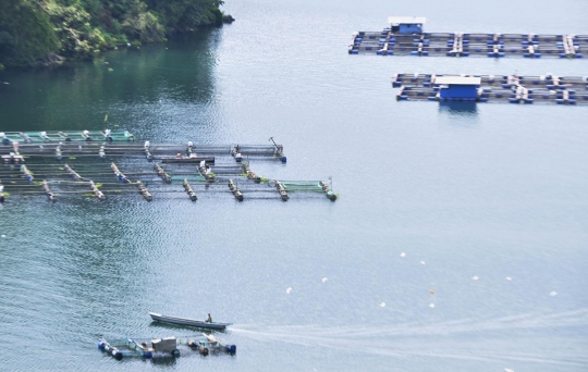 Deretan keramba ikan Nila hiasi keindahan Danau Toba