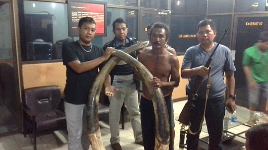 Ini komplotan sadis pemburu gading gajah Sumatera yang dibekuk