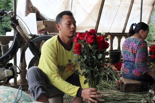 Berkah Hari Valentine bagi petani bunga mawar