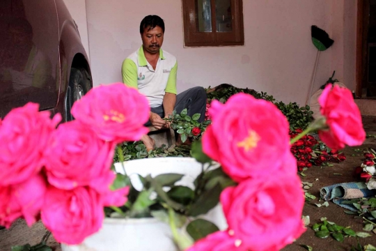 Berkah Hari Valentine bagi petani bunga mawar