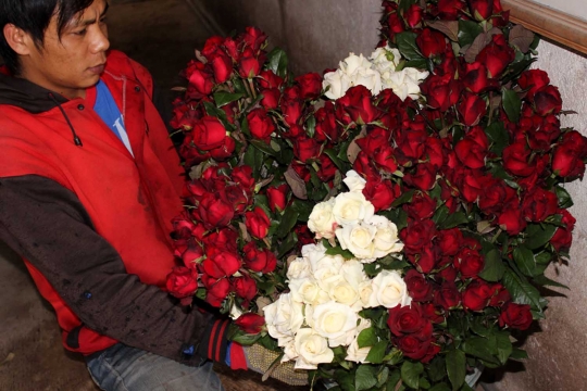 Berkah Hari Valentine bagi petani bunga mawar