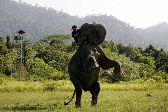 Potret kehidupan gajah Sumatera penjaga hutan Aceh