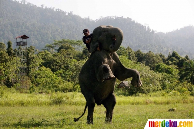 Foto : Potret kehidupan gajah Sumatera penjaga hutan Aceh ...