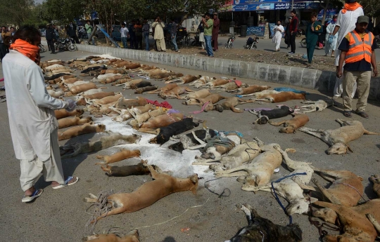 Sadis, puluhan anjing liar di Pakistan dibinasakan