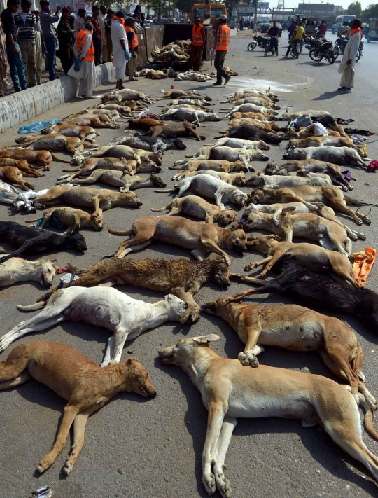 Sadis, puluhan anjing liar di Pakistan dibinasakan