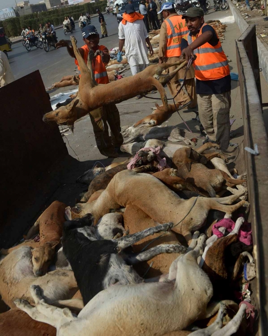 Sadis, puluhan anjing liar di Pakistan dibinasakan