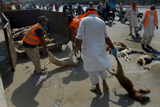 Sadis, puluhan anjing liar di Pakistan dibinasakan