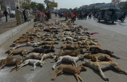 Sadis, puluhan anjing liar di Pakistan dibinasakan