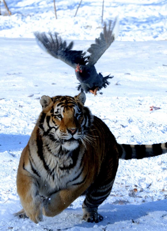 Melihat aksi garang harimau Siberia terkam mangsa