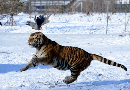 Melihat aksi garang harimau Siberia terkam mangsa