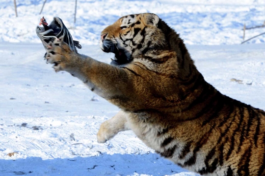 Melihat aksi garang harimau Siberia terkam mangsa