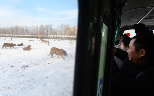 Melihat aksi garang harimau Siberia terkam mangsa