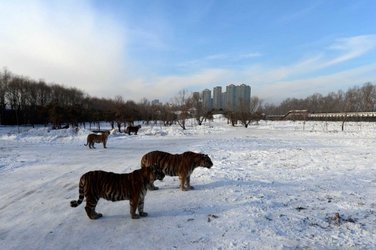 Melihat aksi garang harimau Siberia terkam mangsa