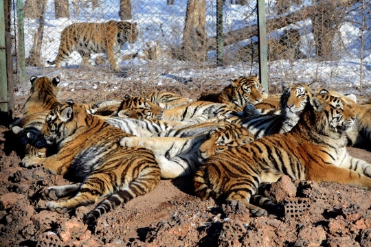 Melihat aksi garang harimau Siberia terkam mangsa