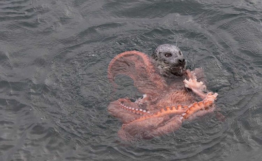 Potret pertarungan sengit anjing laut vs gurita di perairan Odgen