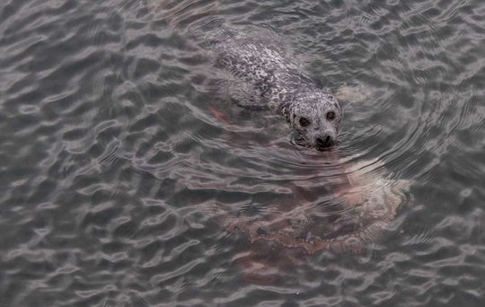 Potret pertarungan sengit anjing laut vs gurita di perairan Odgen