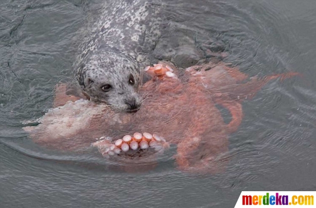 Foto Potret pertarungan sengit anjing laut  vs gurita  di 