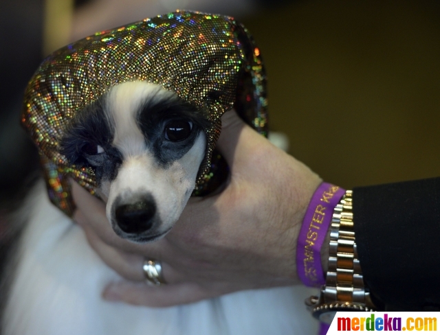 Foto Lucunya Anjing Anjing Ini Ikut Kompetisi Westminster Kennel