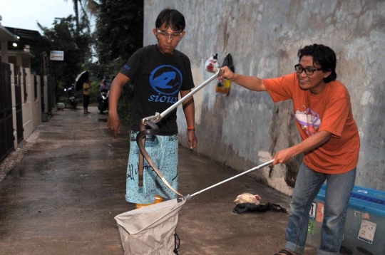 Begini cara menangkap ular berbisa ala Sioux Snake Rescue