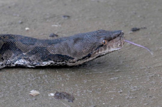 Begini cara menangkap ular berbisa ala Sioux Snake Rescue